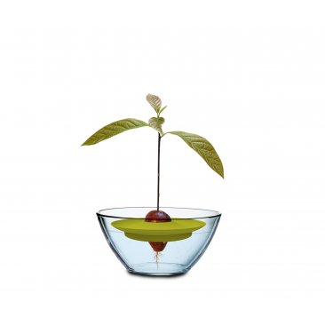 Romberg Avocado Kit, freischwimmende Anzuchthilfe für Avocado-Pflanzen (= 1 VE)